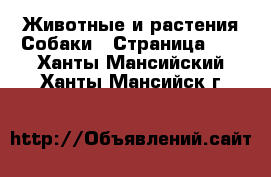 Животные и растения Собаки - Страница 17 . Ханты-Мансийский,Ханты-Мансийск г.